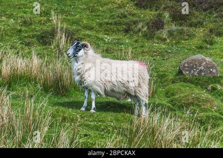 Porträt von Schwarzgesicht Schafe in der Isle of Skye, Schottland Stockfoto