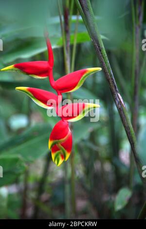 Grand Etang Forest Reserve Grenada Heliconia Rostrata - Hängende Hummer-Klaue - Tropische Blume Stockfoto