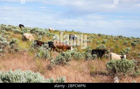 Viehweiden in den Beezley Hills oberhalb von Ephrata, Washington, USA. Stockfoto