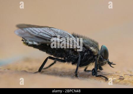 Mcaro Ansicht von Fly Insect Auge und Körperteile Details, wilde Frühling Tier Natur Stockfoto