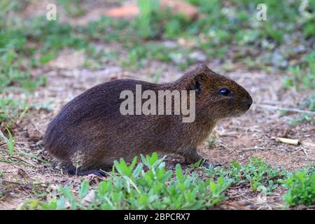 Foto eines brasilianischen Meerschweinchens (Cavia aperea) in der Tierwelt, Bewohner eines städtischen Gebietes Stockfoto