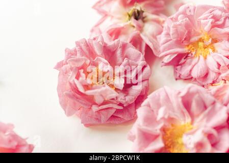 Frisch gepflückte Blüten von biologisch angebauten Damaszenrosen (Rosa damascena) Stockfoto