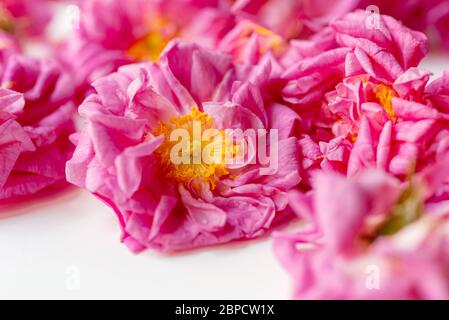 Frisch gepflückte Blüten von biologisch angebauten Damaszenrosen (Rosa damascena) Stockfoto