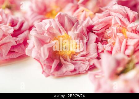 Frisch gepflückte Blüten von biologisch angebauten Damaszenrosen (Rosa damascena) Stockfoto