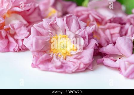 Nahaufnahme von frisch gepflückten Blüten von biologisch angebauten Damaszenrosen (Rosa damascena) Stockfoto