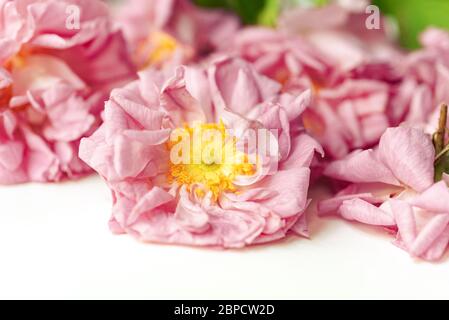 Nahaufnahme von frisch gepflückten Blüten von biologisch angebauten Damaszenrosen (Rosa damascena) Stockfoto