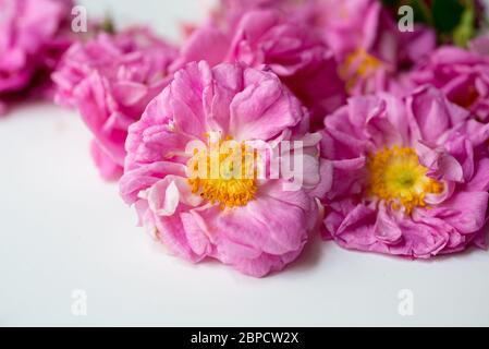 Nahaufnahme von frisch gepflückten Blüten von biologisch angebauten Damaszenrosen (Rosa damascena) Stockfoto