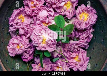 Nahaufnahme von frisch gepflückten Blüten von biologisch angebauten Damaszenrosen (Rosa damascena) in Keramikschale Stockfoto