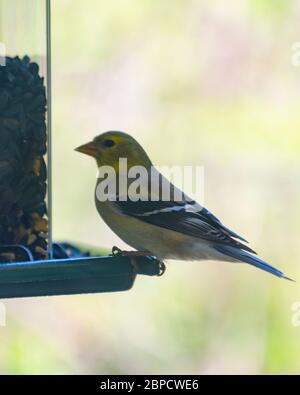 Weiblicher Goldfink an einem Hinterhof Futterhäuschen sitzt, der Vogelsamen isst. Hintergrund verschwommen. Stockfoto