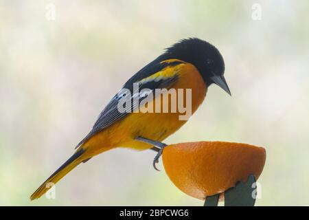 Ein männlicher Baltimore Oriole thront auf der Seite einer Orange. Nahaufnahme. Hintergrund verschwommen. Stockfoto