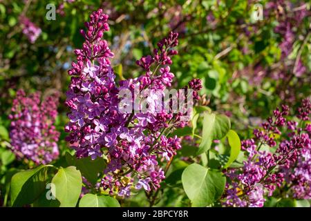 Nahaufnahme von wunderschönen auftauchenden Knospen und Blüten auf einem lila persischen Fliederstrauch, mit blauem Himmel Hintergrund und Kopieraum Stockfoto