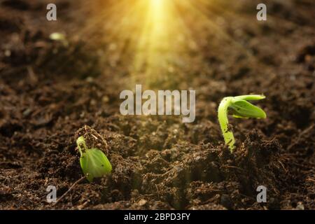 Zwei junge Sprossen einer Gurke schlüpfen unter dem Boden in der Sonne. Gemüseanbau, Keimling Pflegekonzept Stockfoto