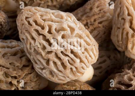 Morel Pilze aus den Bergen von Ost-Oregon. Stockfoto