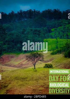 22. Mai - Internationaler Tag der biologischen Vielfalt Wort auf einem Baum mit isolierter Natur grüner Hintergrund. Internationaler Tag für Biologisches Tauchen Stockfoto