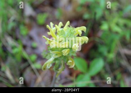 Nahaufnahme von Holzbetonie in Miami Woods in Morton Grove, Illinois Stockfoto