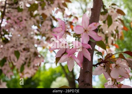Nahaufnahme der wunderschönen blühenden hellrosa Apfelblüten, mit unfokussem blauen Himmel Hintergrund Stockfoto