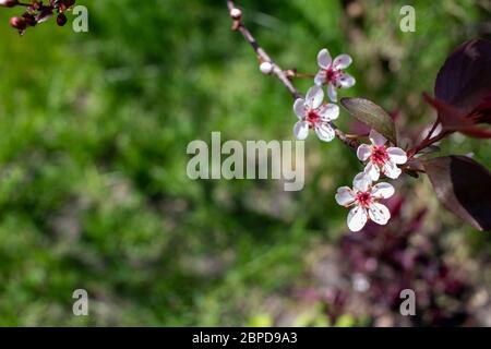 Nahaufnahme von schönen weißen Blüten auf einem lila Blatt Sand Kirschbaum Busch (prunus cistena) mit unfokusstem Hintergrund Stockfoto