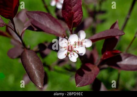 Nahaufnahme von schönen weißen Blüten auf einem lila Blatt Sand Kirschbaum Busch (prunus cistena) mit unfokusstem Hintergrund Stockfoto