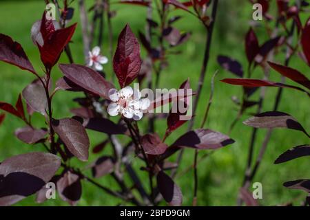 Nahaufnahme von schönen weißen Blüten auf einem lila Blatt Sand Kirschbaum Busch (prunus cistena) mit unfokusstem Hintergrund Stockfoto