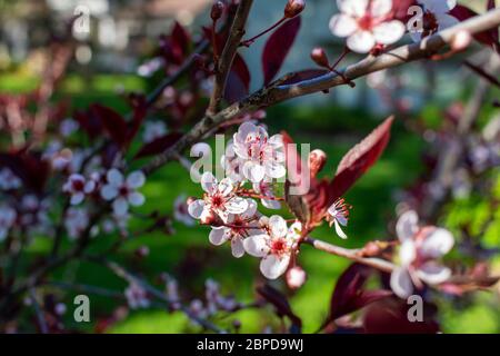 Nahaufnahme von schönen weißen Blüten auf einem lila Blatt Sand Kirschbaum Busch (prunus cistena) mit unfokusstem Hintergrund Stockfoto