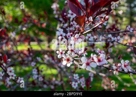 Nahaufnahme von schönen weißen Blüten auf einem lila Blatt Sand Kirschbaum Busch (prunus cistena) mit unfokusstem Hintergrund Stockfoto