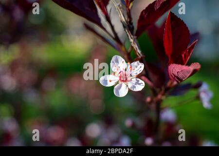 Nahaufnahme von schönen weißen Blüten auf einem lila Blatt Sand Kirschbaum Busch (prunus cistena) mit unfokusstem Hintergrund Stockfoto