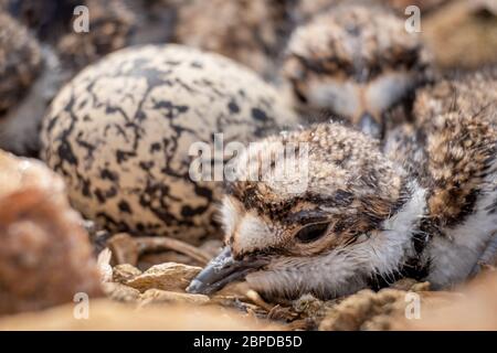 Nahaufnahme eines wunderschön flauschigen Junglings in einem killdeer Nest aus Kieselsteinen und Trümmern voller Babys und einem weiteren ungeschlüpften Ei. Stockfoto