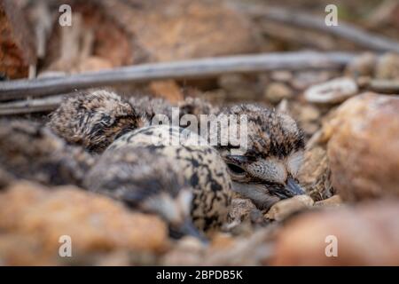 Nahaufnahme eines hinreißend flauschigen Küken in einem killdeer Nest aus Kieselsteinen und Trümmern voller Babys und einem weiteren ungeschlüpften Ei. Stockfoto