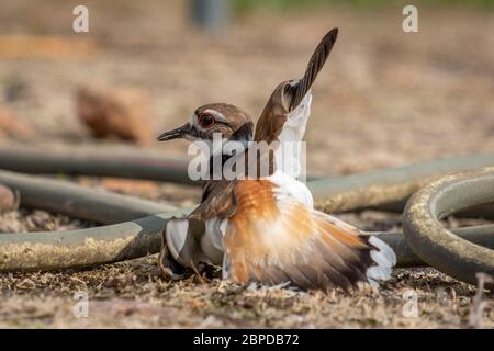 Ein erwachsenes killdeer, entweder die Mutter oder der Vater, wird so tun, als seien sie verletzt, um potenzielle Raubtiere aus ihrem Nest oder ihren Babys zu locken. Stockfoto