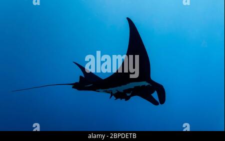 Unterwasser-Tiefwinkelansicht von melanistischen (schwarzen) riesigen ozeanischen Manta (Mobula birostris), Remora und Black Jack Schwimmen im Pazifischen Ozean, Farbe Stockfoto