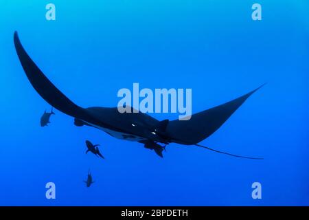 Melanistische (schwarze) riesige ozeanische Manta (Mobula birostris), Remoras und schwarze Jacks (Caranx lugubris) schwimmen im Pazifischen Ozean, Farbe Stockfoto