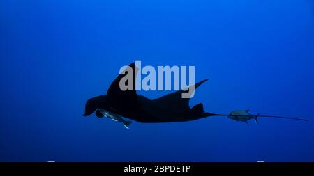 Unterwasser-Seitenwinkelansicht von melanistischen (schwarzen) riesigen ozeanischen Manta (Mobula birostris), Remoras und Black Jack Schwimmen im Pazifik, Farbe Stockfoto