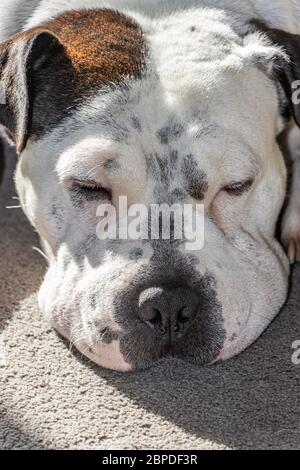 Gelangweilter Hund Stockfoto