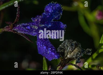 Makrofoto der mit Tau bedeckten Lobelia-Blume Stockfoto