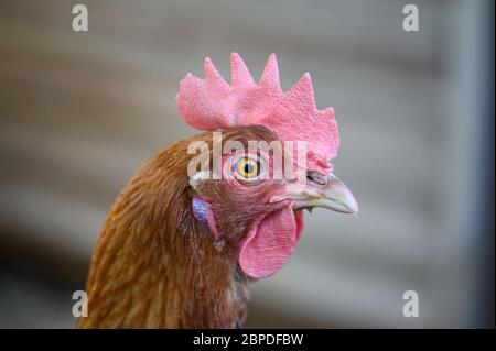 Nahaufnahme Kopfaufnahme von ISA Brown Chicken in Chicken Coop Stockfoto