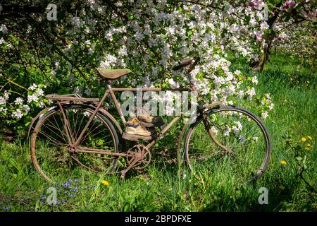 Altes Fahrrad mit zwei Wanderstiefeln, die über den Sitz vor blühenden Büschen weißer Blumen in einem Frühlingsgarten aufgereiht sind Stockfoto