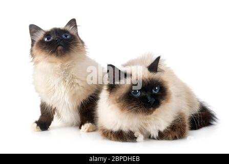 birman Katzen vor weißem Hintergrund Stockfoto