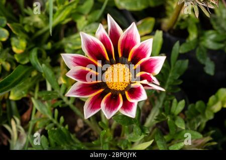 Strauß des Frühlings Sommer Bunte Blumen mit Sonne Licht im Garten Stockfoto