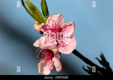 Frühling Sommer Kirschblüte Blumen auf Baum Stockfoto