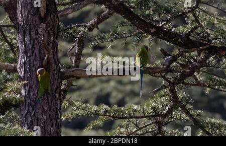 Pflaume und schief beköpftes Sittich-Paar, das auf einem Deodar-Baum bei Jageshwar sitzt Stockfoto