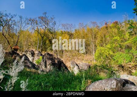 Textur Hintergrund von grünen Blatt und blauen Himmel ist im Wald von Mittag Stockfoto