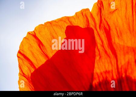 Orange Mohn Blume im Sonnenlicht Stockfoto