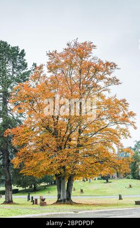 Szene von Ahorn drei im Herbst auf dem Friedhof.. Stockfoto