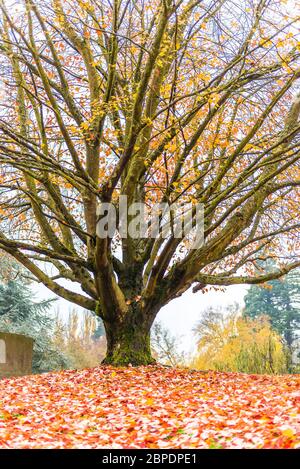 Szene von Ahorn drei im Herbst auf dem Friedhof.. Stockfoto