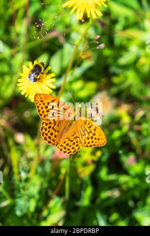 Hoch braunen fritillary Schmetterling sitzt auf einer Blume und bestäuben Stockfoto