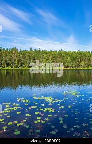 Schöne Seerose Blätter in einem See an einem Wald an einem sonnigen Sommertag Stockfoto