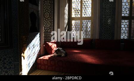 Katze auf der Couch im Mittleren Osten. Stockfoto