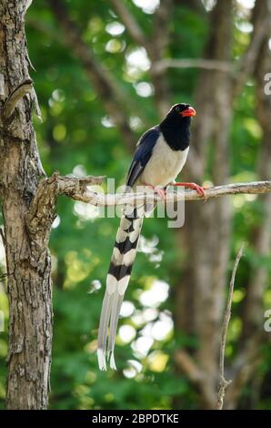 Rot abgerechnet blauen Elster ist corvidae Familie der Vogelwelt. Körper des Vogels haben blaue, weiße und schwarze Farbe. Es ist Carnivor Stockfoto