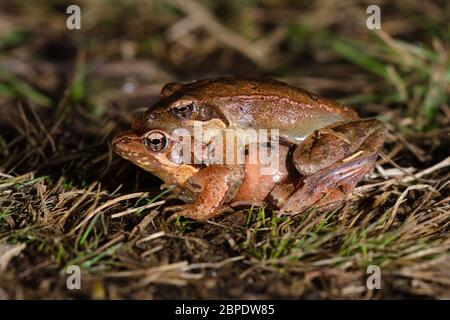 Ein Paar von italienischen agilen Frosch (Rana latastei) in Fortpflanzungsgewohnheiten während der Brutzeit am Ende des Winters. Stockfoto