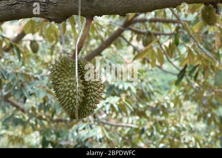 Durians auf dem Durian Baum in Durian Obstgarten . König der Früchte. Frische Durian hängen an dem Baum im Garten Obstgarten tropische Sommerobst warten auf Stockfoto